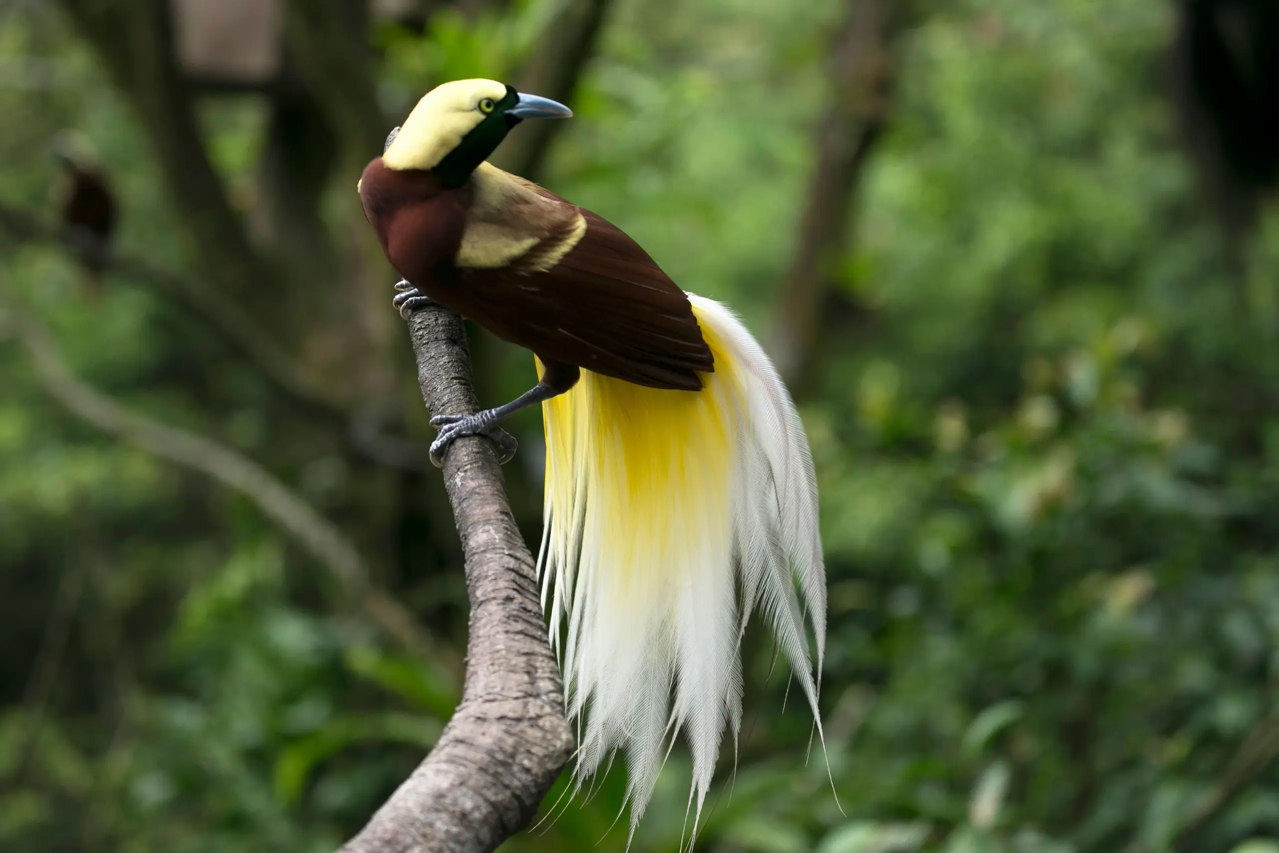Exotic cenderawashi bird