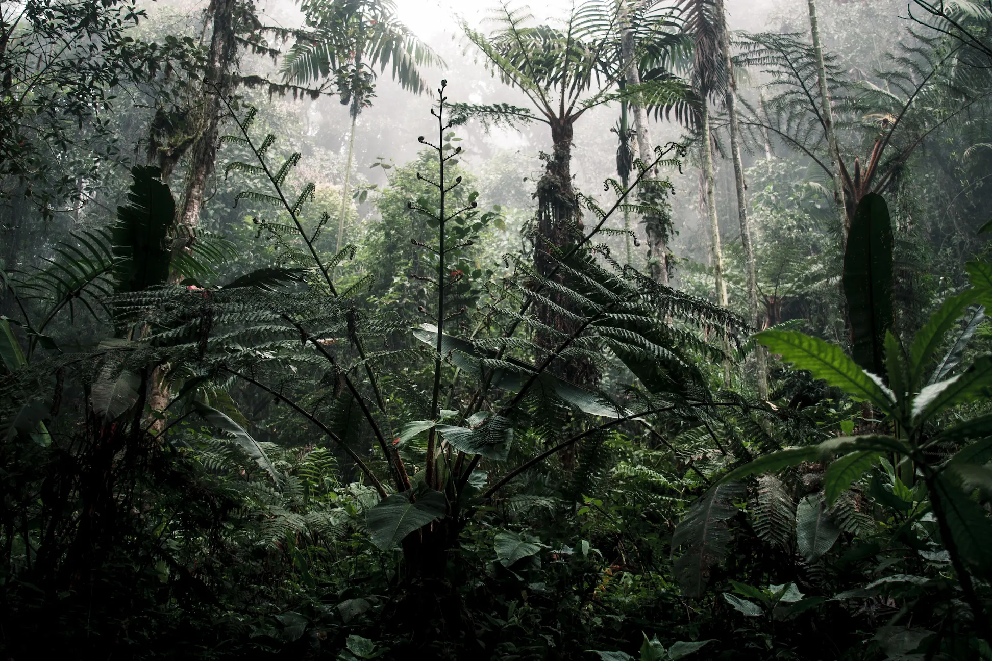 Deep forest